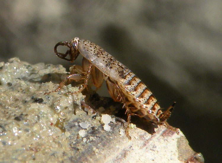 Capraiellus tamaninii?